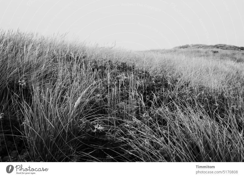 In the middle of the dune grass Marram grass stalks dunes dune landscape duene Vacation & Travel Nature Sky Black Gray Black & white photo Deserted Denmark