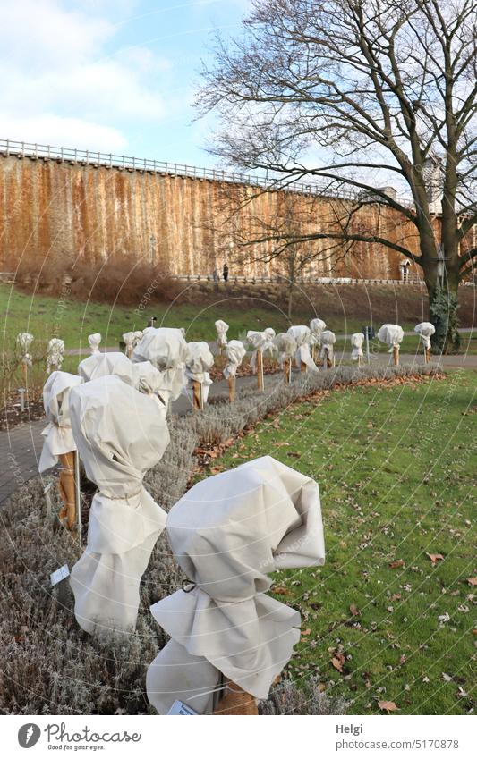 well packed - in the rose garden next to the graduation house all roses are covered with fleece to protect against frost Rose stem Rose garden shrouded