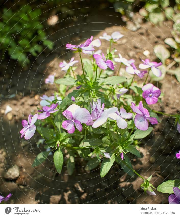 What is this pink and white flower that I found in my backyard