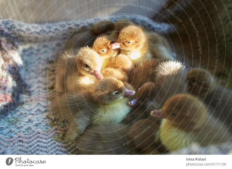 Crowd of newborn ducklings in box, top view. A local market sells baby small newborn chickens and broilers in a carton box. Concept for a farm company. Farming of poultry
