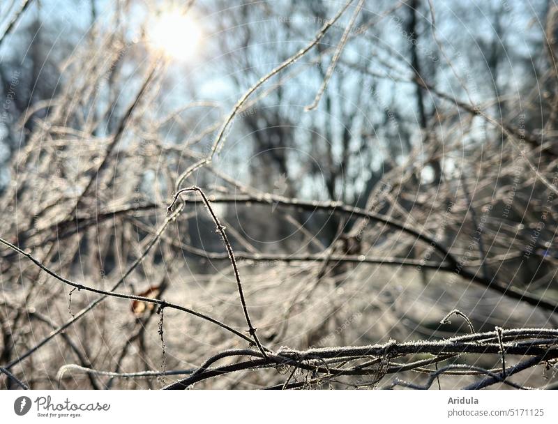 Winter sun with branches and hoarfrost Sun Tree Sky Cold Blue Frost Landscape Nature Exterior shot Deserted Day Beautiful weather Light Colour photo Sunlight