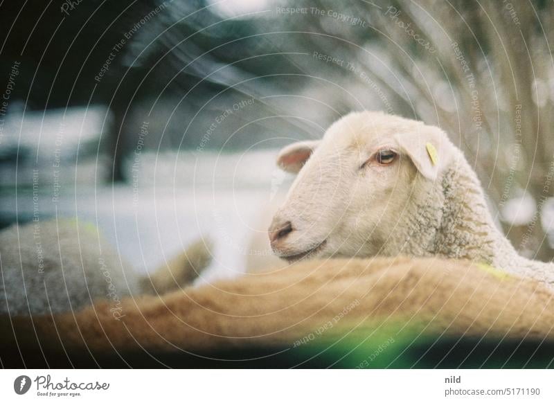 Schafkopf - Beastly Animal Nature Exterior shot Cute animal world Analogue photo Kodak Sheep sheep's head Winter Wooly Animal portrait Landscape Pet