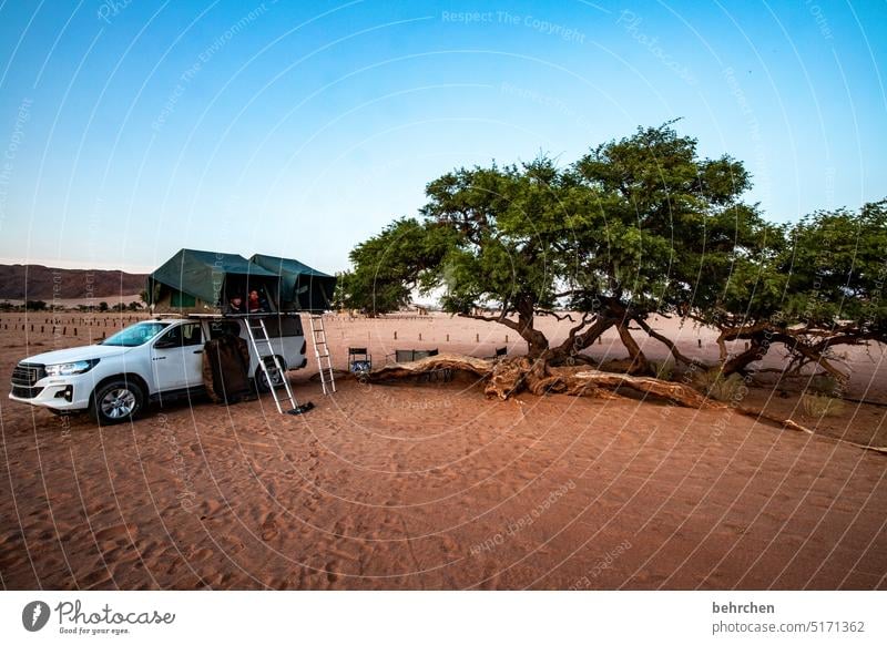 tree stories Sky Tree Gorgeous especially Vacation & Travel Adventure Loneliness Nature Landscape Africa Namibia Far-off places travel Wanderlust jeep Tent