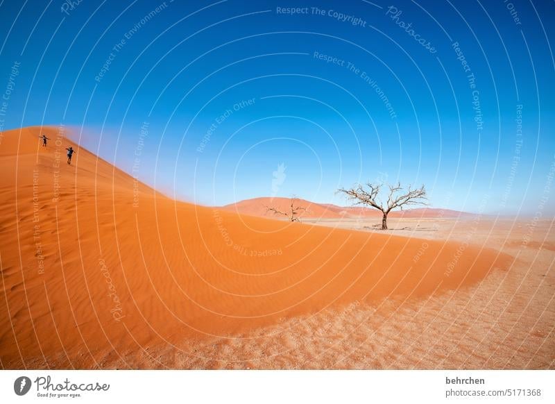 heartland namibia Desert Africa Namibia Far-off places Sossusvlei Sandstorm Dune 45 Sesriem Wanderlust Warmth