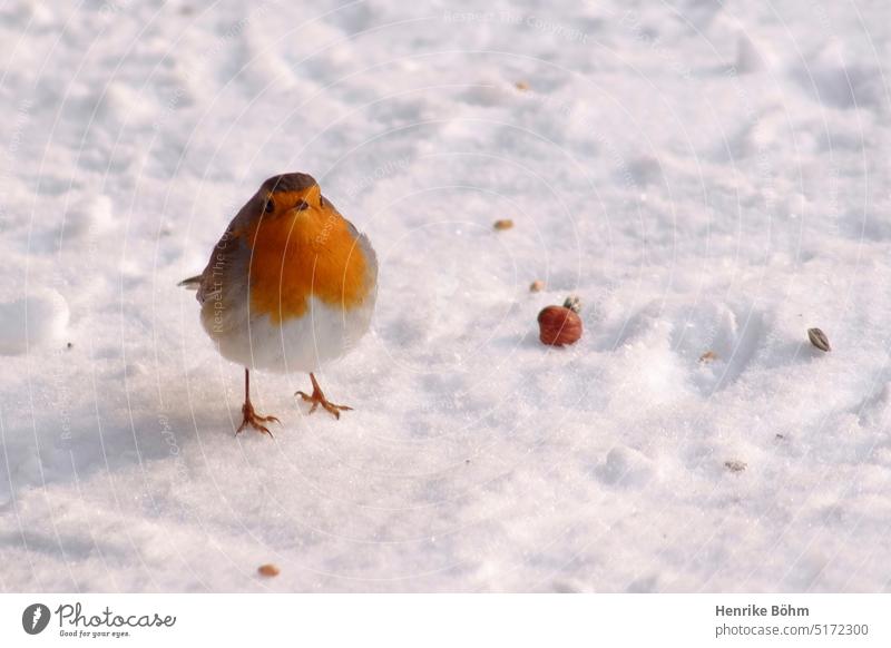 Robin and hazelnut in the snow. Bird Ornithology Winter Snow Robin redbreast Cute tame Wild animal Exterior shot Deserted Animal portraits inquisitorial
