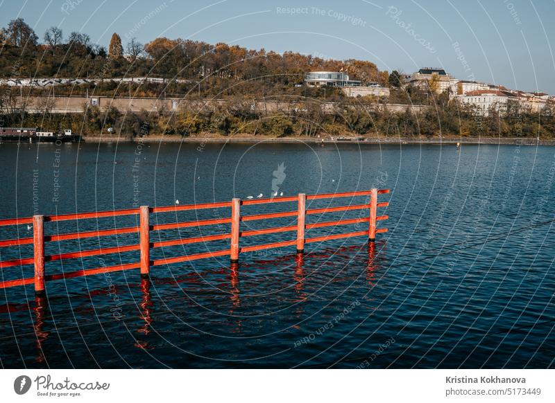 Seagulls sits on red fence above Vltava River in Prague. nature river water animal bird outdoor seagull wildlife beak natural landscape eye feather young