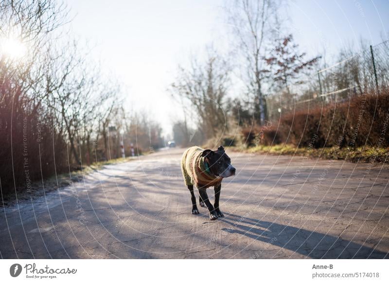 an old dog in a striped sweater is walking along an asphalt path on a sunny day. Dog old dogs Freeze Dog jackets homespun dog sweater Back-light go out
