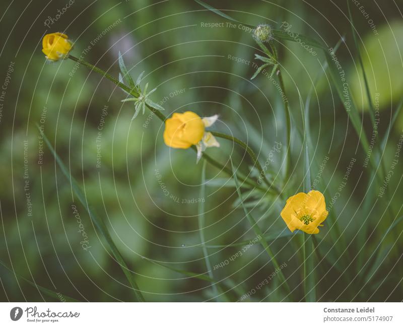 Three still almost closed buttercups in the meadow. Yellow Green blurriness background Calyx Meadow Meadow flower Illuminate luminescent Plant Blossom Summer