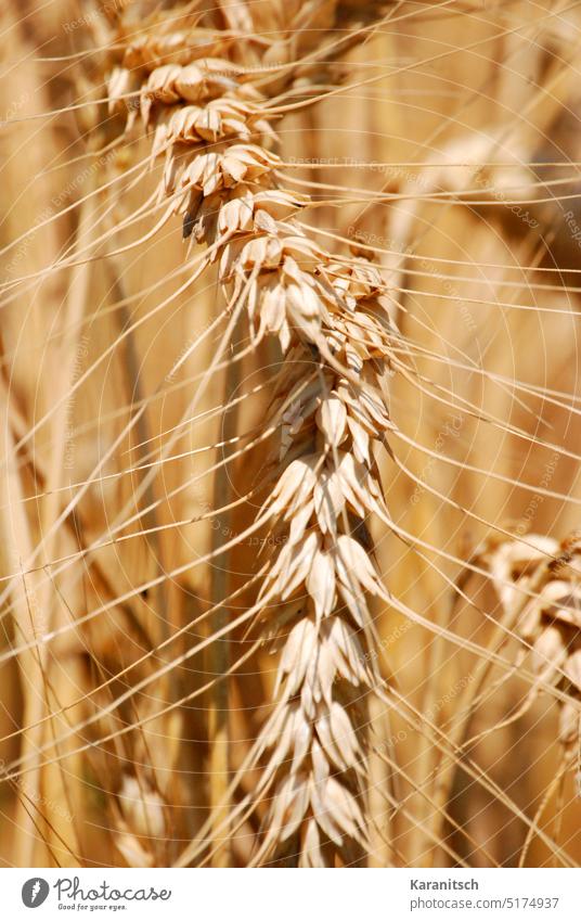 A close-up of ripe ears of corn. Corn ear Grain spike Wheat durum wheat Triticum durum Grain field Mature well-developed Harvest Flour fruit Nutrition food