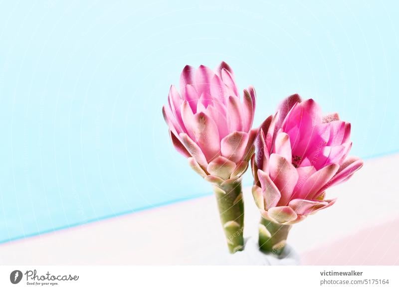 Flowering cactus plant flower pink flower background copy space succulent plant gymnocalycium botany floral closeup cacti macro blossom houseplant