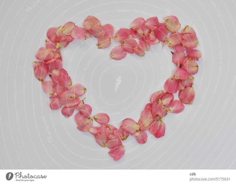 Heart from rose petals | matter of the heart. heart-shaped Rose leaves Pink Isolated Image white background naturally real Scattered in the form of a heart