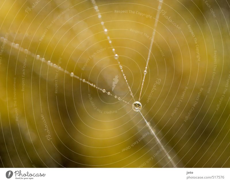 autumn mood Nature Drops of water Autumn Spider's web Esthetic Elegant Glittering Beautiful Strong Calm Unwavering Stress Uniqueness Contentment Ease Network
