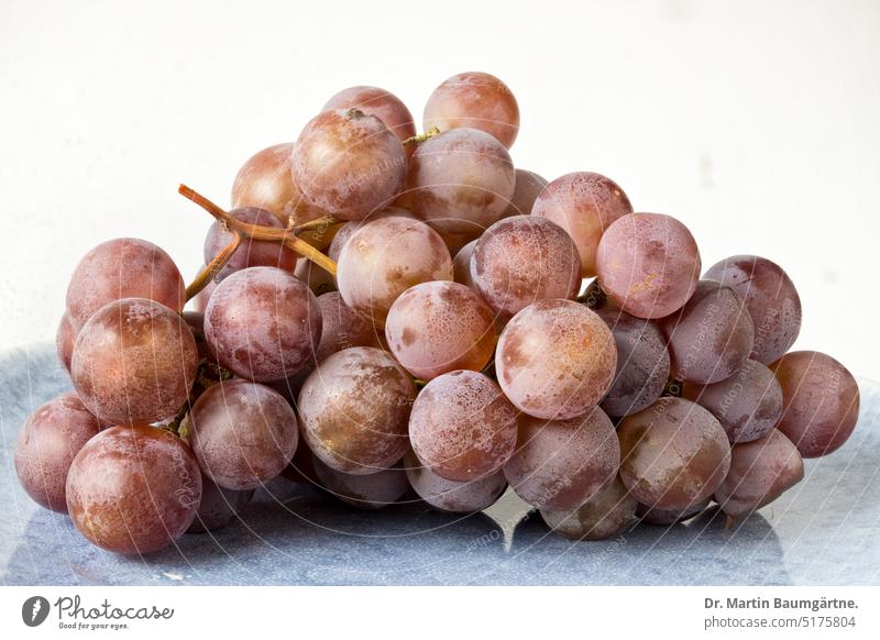 grapes Bunch of grapes Food fruit Dish great depth of field Colour photo Deserted Seed head risp fruits Grapes Healthy Eating Vegetarian diet Fruit