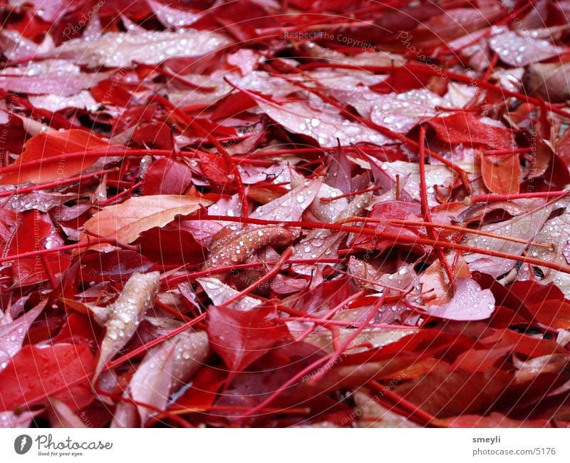 red october Leaf Red Autumn Drops of water Autumn leaves Vine leaf October September Park Water Offense time of year Autumnal Nature