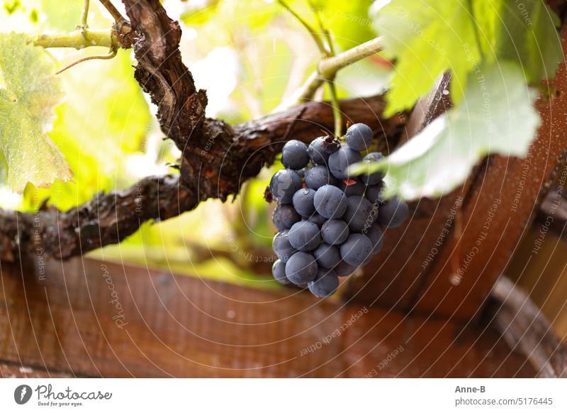 blue grape on an old vine that climbs over a pergola. Vine Blue Old Joist Pérgola To enjoy Grape harvest Saale-Unstrut wine Delicious Red wine Fruity Dry Grapes
