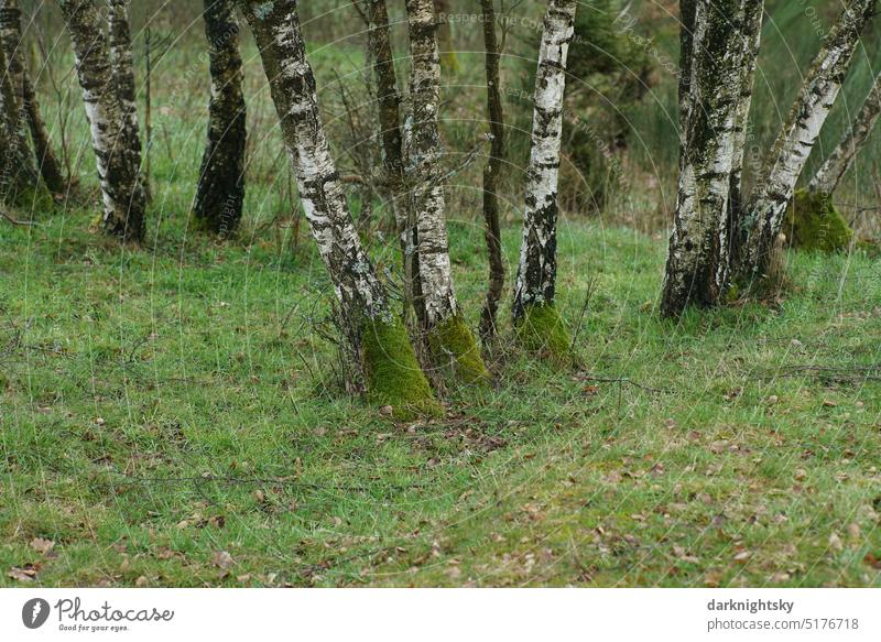 Birch trees on the edge of a pasture with moss growth tribes birches Taiga Meadow Forest Green Winter Tree Exterior shot Deserted Landscape Nature Plant White