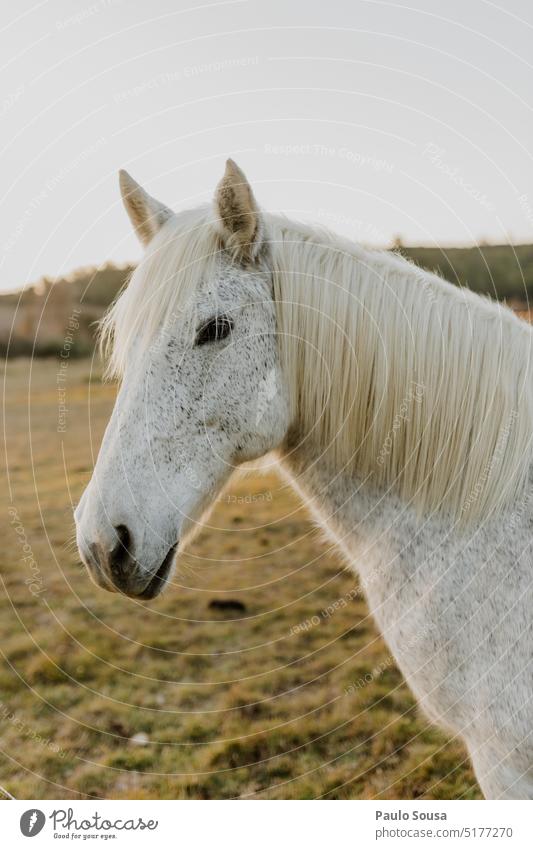 Horses grazing horses Animal Exterior shot Colour photo Meadow mammal Farm Farm animal pasture outdoors field nature farm meadow rural Camargue horses elegant