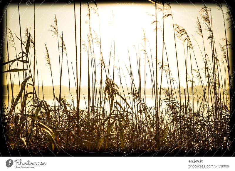 Backlight reeds by the lake Common Reed reed grass Sunlight Back-light Sunrise - Dawn Sunset Overexposure Silhouette Lake Lakeside Bright Nature Glistening