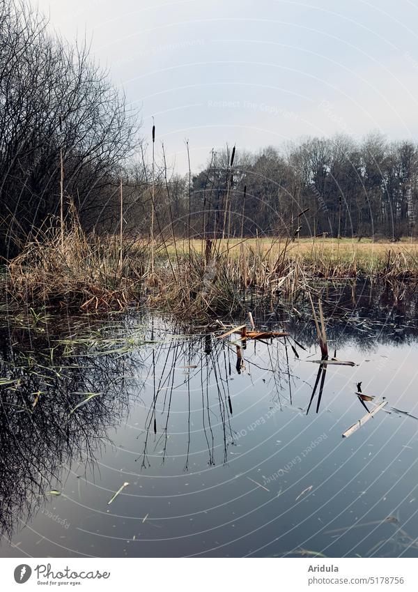 Pond, meadow, trees, sky and water reflection in winter Pond Meadows ponds bank reed Piston Water Lake February Winter clear Bright Bog Reflection Nature