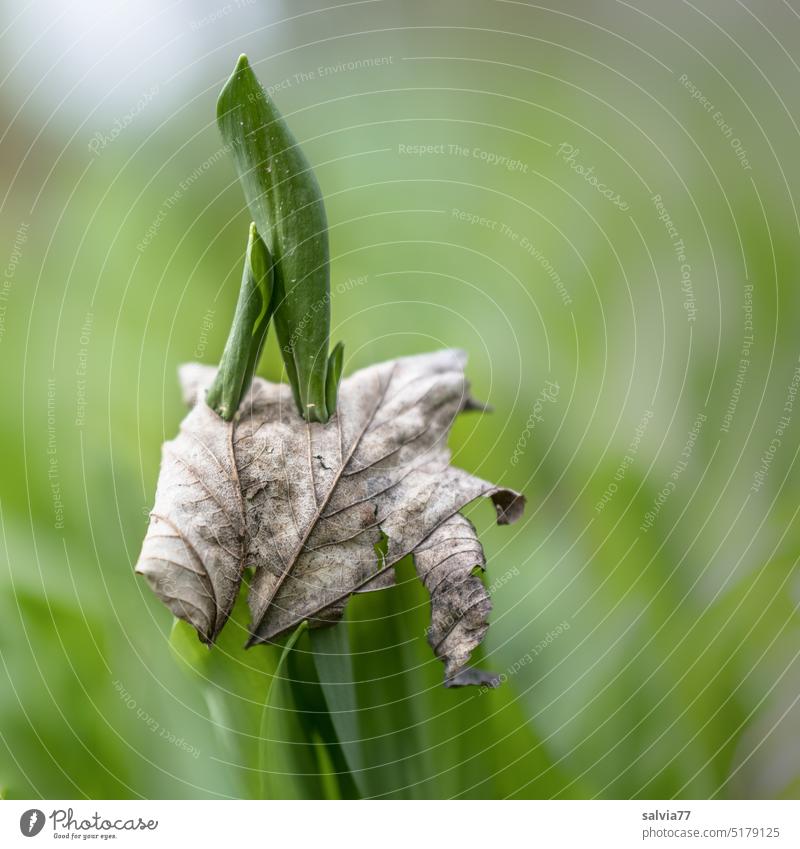Transience and new life Wild garlic leaf Leaf withered youthful Fresh Instinct Mediocre Spring Green Growth Plant Nature Shallow depth of field Close-up