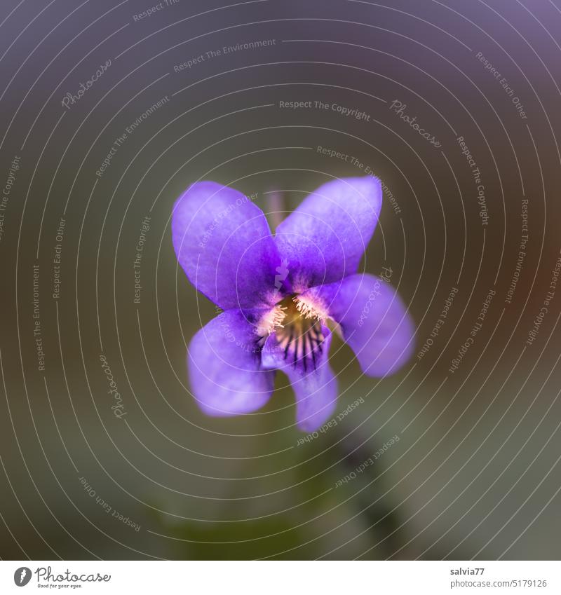 Violet scent violet Fragrance Flower Blossom Blossoming Nature Plant Spring Macro (Extreme close-up) Colour photo Shallow depth of field Garden purple Esthetic