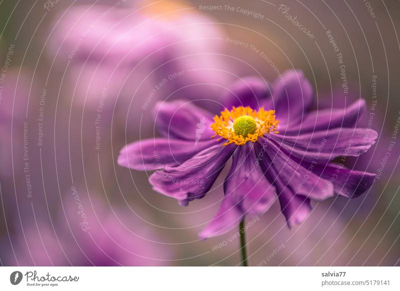 purple beauty with yellow crown Flower Blossom anemone Autumn Anemone Close-up Poppy anenome pretty blurriness Delicate Garden Blossoming Plant Nature Deserted