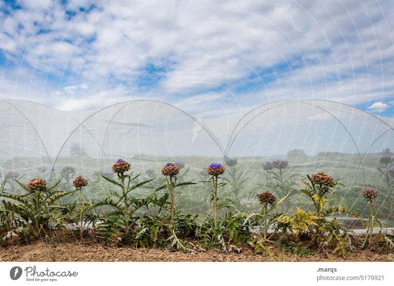 Artichoke cultivation Beautiful weather Clouds Sky Net Field Vegetable Diet Agricultural crop Vegetarian diet vegetarian Root vegetable Artichokes Nature Plant