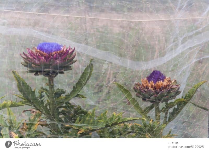 artichokes Net Vegetarian diet Agricultural crop Diet Vegetable vegetarian Root vegetable Artichokes Nature Agriculture Nutrition Plant wax food products Food