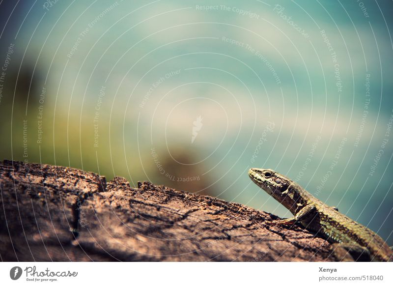 reptile posing Environment Nature Sun Sunlight Summer Animal Lizards 1 Esthetic Exotic Blue Green Wood Sunbathing Exterior shot Close-up Deserted