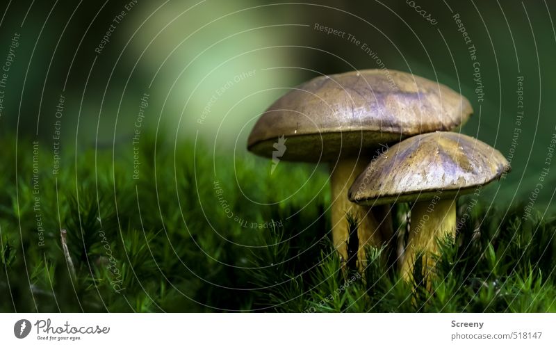 Autumn rises... Nature Plant Earth Moss Mushroom Boletus Forest Power Protection Calm Change Attachment Colour photo Exterior shot Close-up