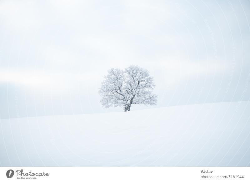 Historic monumental tree covered in snow and a pure untouched snow field. Minimalism in nature. Soft light. Alone tree. Kozlovice Beskydy, Czech Republic alone