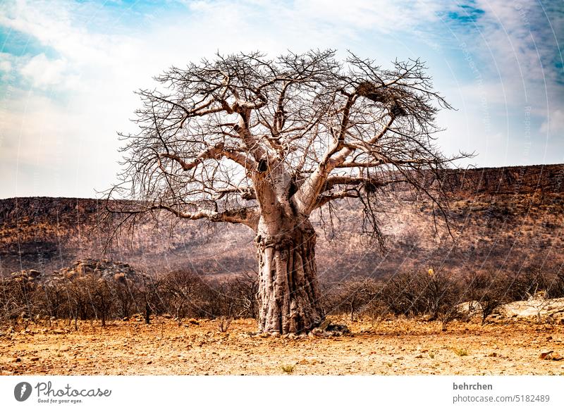 Deeply rooted Large vigorously Strong impressive Impressive especially Warmth Sky Adventure Vacation & Travel Landscape Nature Wanderlust Namibia Colour photo
