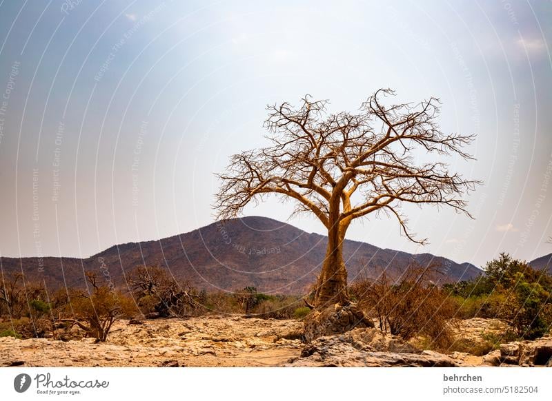 tree stories Climate change epupafalls Drought aridity Dry Far-off places Africa Namibia Wanderlust Landscape Nature especially Baobab Baobab tree Warmth