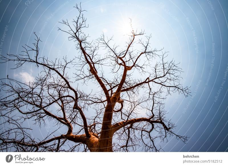 tree stories Back-light Twigs and branches Sun Tree trunk epupafalls Baobab tree Climate change Drought aridity Dry Africa Namibia Nature Sky Warmth