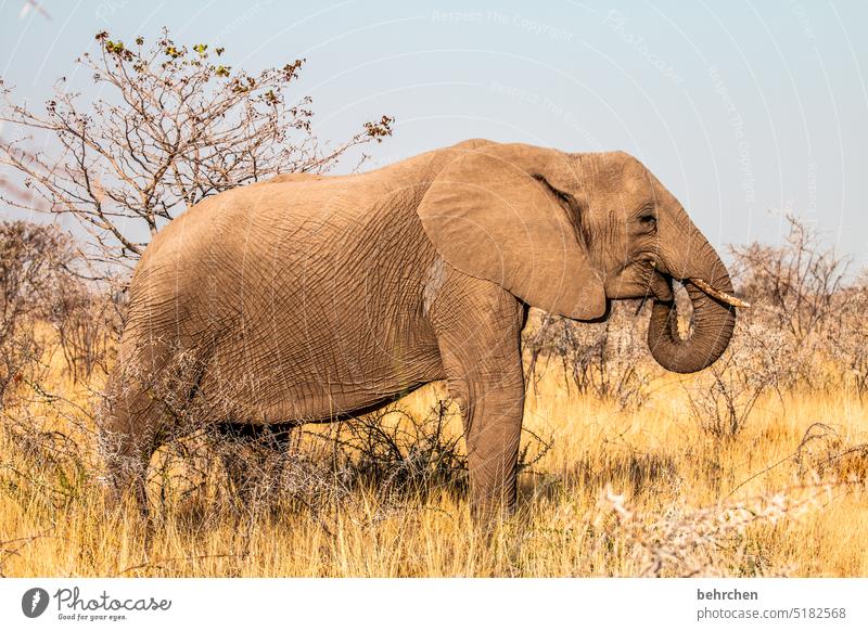 African Elephant With White Tusks And Long Trunk Stock Photo