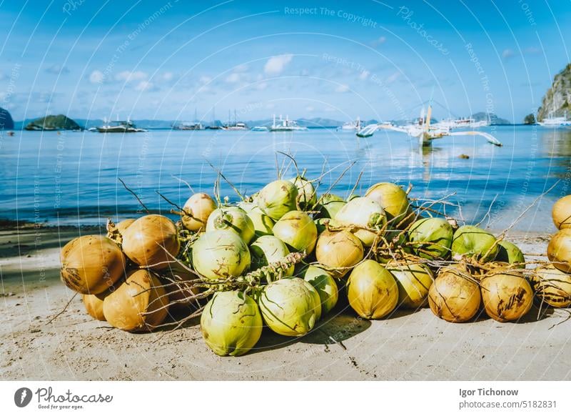 Branch of fresh coconut fruits on the corong beach in El Nido, Palawan, Philippines philippines palawan nido tropical nature island travel summer bay asia