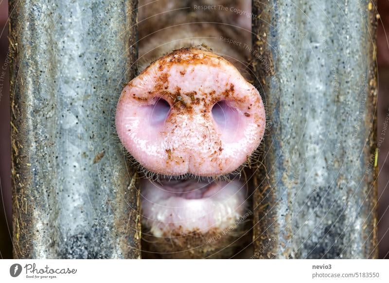 Pig standing in a stable and pressing snout between metal bars of enclosure meat market meat prices cheap meat factory farming livestock livestock farming