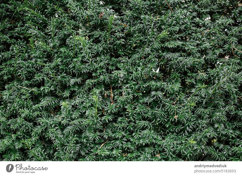 Green leaves background or the naturally walls texture Ideal for use in the design fairly. leaf garden nature concept abstract spring backdrop clean closeup
