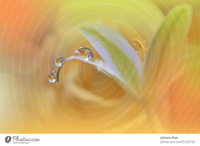 Beautiful Macro Photo.Dream Flowers.Border Art Design.Magic Light.Close up Photography.Conceptual Abstract Image.Yellow Background.Fantasy Floral Art.Creative Wallpaper.Beautiful Nature Background.Amazing Spring Flower.Water Drop.Copy Space.