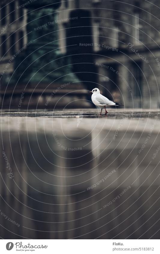 Seagull walking over city hall market in Hamburg Rain town hall square Animal Bird Wet Damp Drop North German White plumage Puddle Stone Ground downtown Going