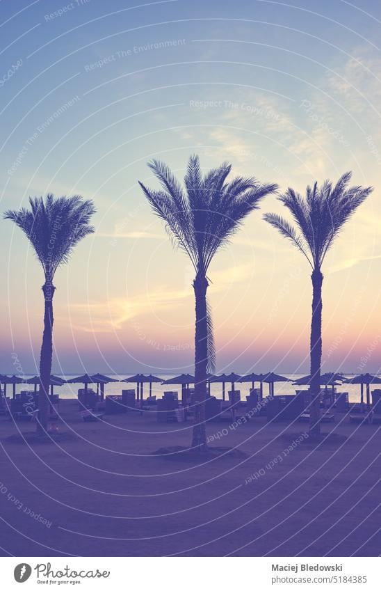 Silhouettes of palm trees at a tropical beach at sunset, color toning applied. sky silhouette nature peaceful sea ocean outdoors travel retro purple toned