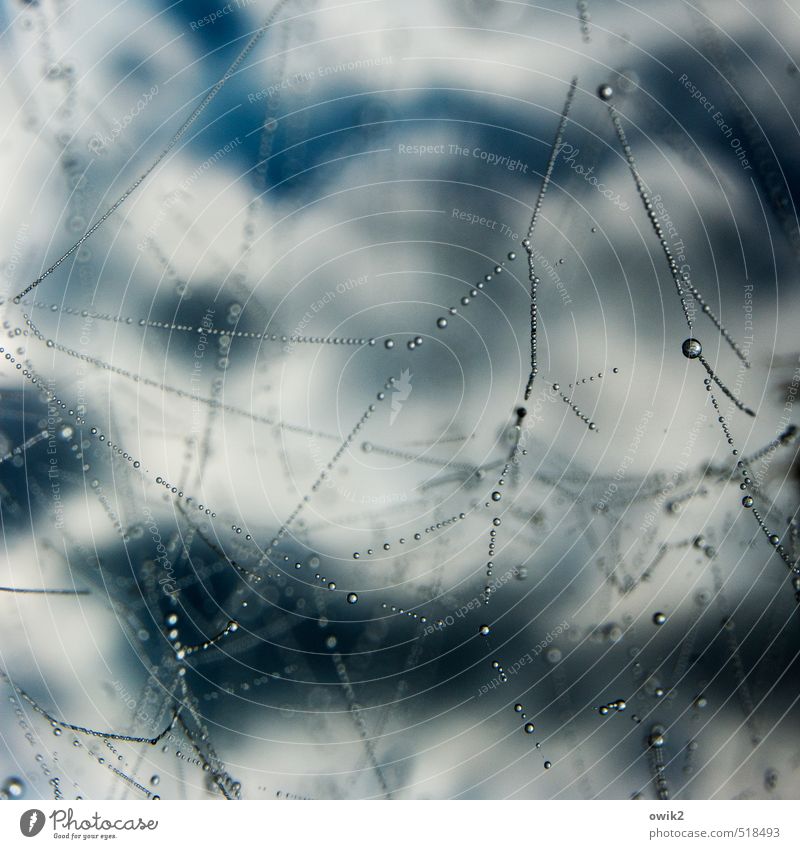 spider silk Environment Nature Animal Drops of water Sky Clouds Climate Weather Glittering Hang Illuminate Thin Firm Small Near Wet Watchfulness Patient Calm