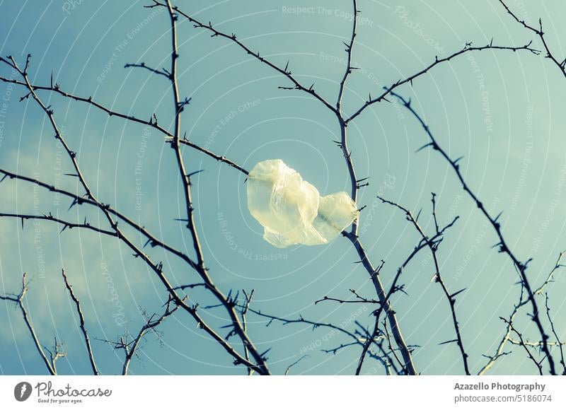 Thrown away plastic bag on the branch. Environmental pollution. recycle environmental pollution outcome human catastrophe ecological polyethylene used garbage