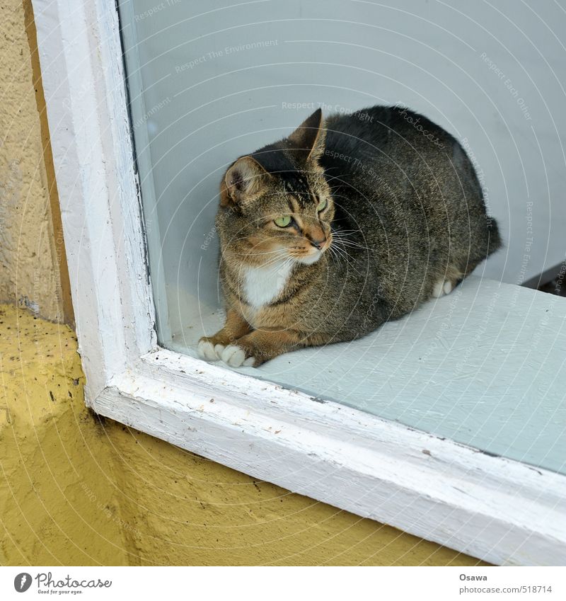 shop windows House (Residential Structure) Window Animal Pet Cat 1 Observe Think Crouch Looking Sit Esthetic Fat Elegant Beautiful Brown Yellow Black White