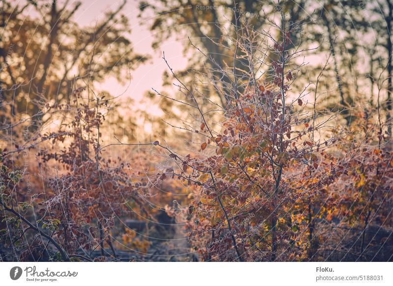 Young trees on winter morning Tree Forest Frost Winter Cold Nature Landscape White Weather Winter mood Deserted Winter forest Winter's day winter landscape