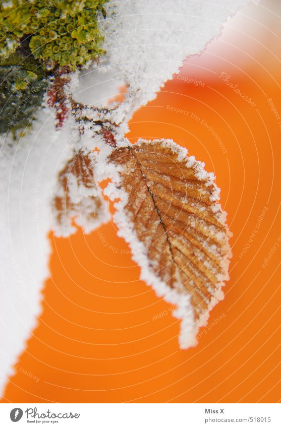 first snow Winter Ice Frost Snow Leaf Cold Beech leaf Hoar frost Ice crystal Snowfall Moss Winter mood Colour photo Multicoloured Exterior shot Close-up Detail