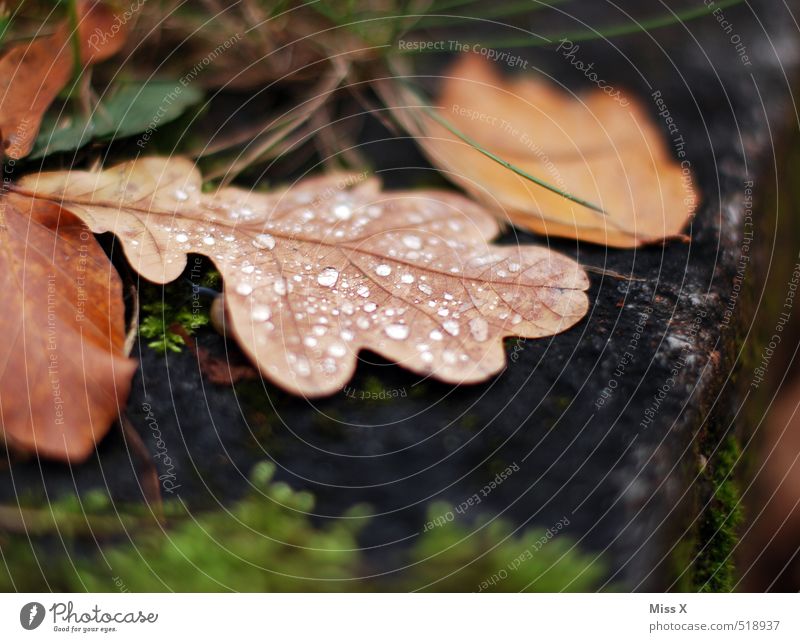 oak leaf Drops of water Autumn Rain Leaf Wet Transience Dew Oak tree Oak leaf Autumn leaves Autumnal weather Colour photo Subdued colour Exterior shot Close-up