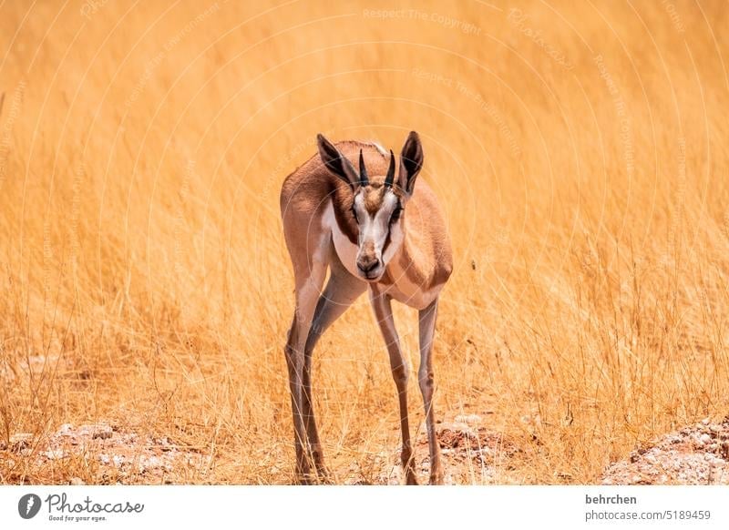 small and fine Lonely on one's own Antelope Springbok etosha national park Etosha Etosha pan Wild animal Fantastic Exceptional Animal portrait Free Wilderness