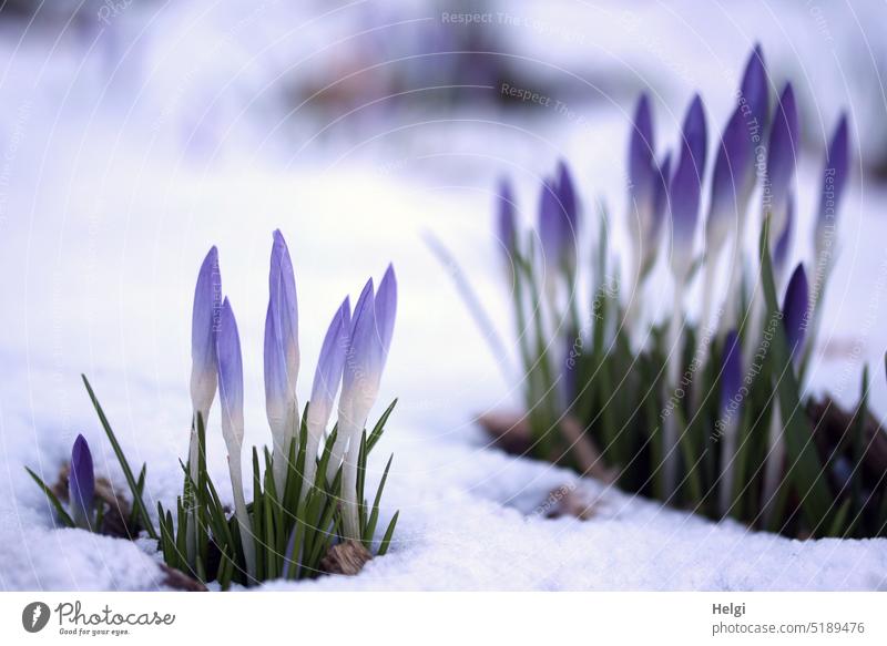 Elf crocuses in the snow Fairy Crocus Dalmatian crocus swordlily plant Spring flowering plant Ornamental plant Flower Blossom blossom wax Snow February chill