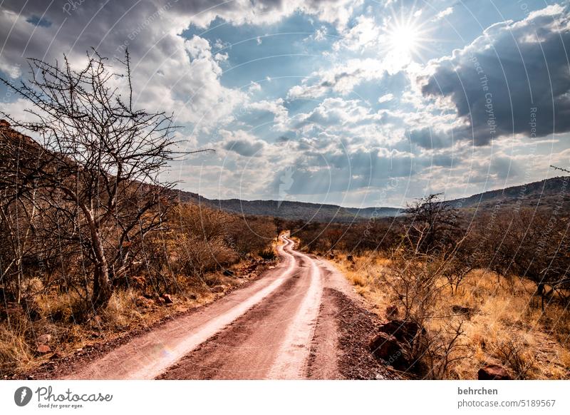 wild namibia Back-light Sunbeam Waterberg Warmth Africa Namibia Landscape Wanderlust Far-off places Nature Sky especially Gorgeous Lanes & trails Sunlight